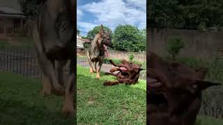 Dobermann europeu ♀️🔥🇧🇷 x Pastor  #cãodeguarda #dog #doguealemao #doglover #dobermanlove  #dogueiros