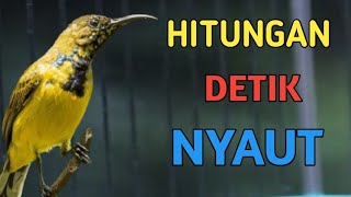 🔴 HITUNGAN DETIK NYAUT, PANCINGAN SOGON AMPUH HANYA HITUNGAN DETIK