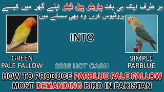 پاربلو پیل فیلو اپنے گھر میں بناؤ اور پیسا کماؤ | HOW TO PRODUCE PARBLUE PALE FALLOW | AA BIRDS INFO