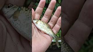 Kata temen ikannya bujil cenah gesss!!! #mancing #microfising #fishing