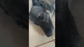 Cachorro o Duk com sono, tirando uma soneca