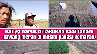 hal yang perlu di perhatikan,saat tanam bawang merah,di musim panas(kemarau)agar brambang tmbuh rata