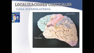 CORTEZA CEREBRAL GRUPO K2 PARTE 2