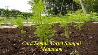 Cara Kami Menanam Wortel di Pekarangan Rumah