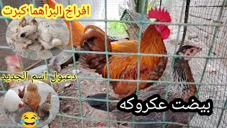 ماشاء الله بيضت عكروكه🥚سميناه دعبول🐓الافراخ كبرت🐤خلي لايك😢