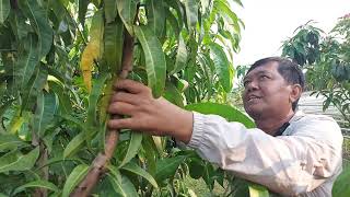 cara buahkan mangga dalam planter bag .