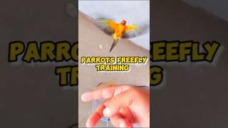 Birds Training videos | Parrot Freefly Training | #shorts