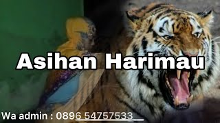 Asihan Harimau | Agar di sayangi Dan di Segani di Lingkungan Baik Pekerjaan atau lingkungan Sosial