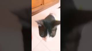 My cat meowing so cute meowing #shorts #ytshorts #meowing #cat #cute #trending