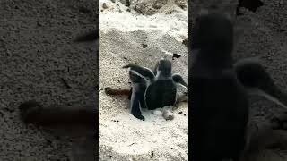 baby penyu 🐢 baru menetas