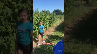 Our first Raspberry picking at Vancouver Canada.