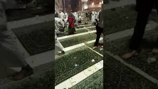 RIBUAN JANGKRIK IKUT BERIBADAH DI MASJIDIL HARAM MEKKAH