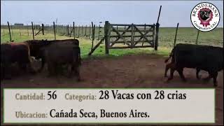 Lote 26