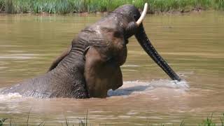 The Elephant Sanctuary | Jana Swimming in the Pond