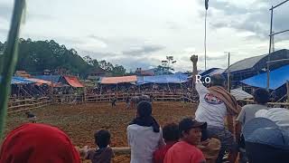 Adat Toraja Tedong Silaga Arena Bolu Rantepaku Bolu Toraja Utara