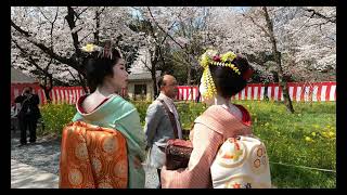 Sakura in Kyoto, March 31, 2023