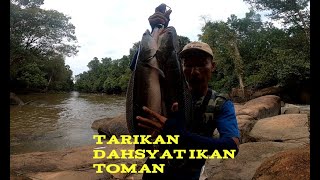 TARIKAN IKAN TOMAN DAHSYAT