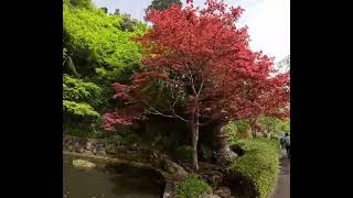 Yoshimine Temple  Blue Lotus Fall