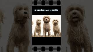 ОСТРІВ СОБАК/ISLE OF DOGS 2018 мультфільм IMDB 7.8 #o_m #кінонавечір #movies #фільминавечір #комедія