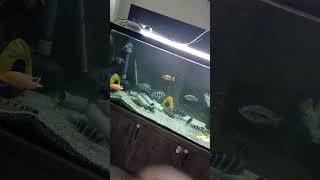 *PEACOCK CICHLID MATING AND LAYING EGGS* #aquariumcoop #aquariumfish #amazing