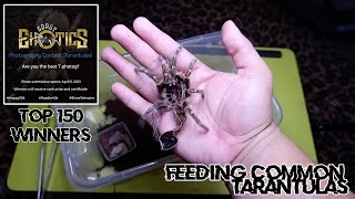 Feeding Common Tarantulas + Top 150 Announcement for Gorby Exotics Photography Contest #GEV91