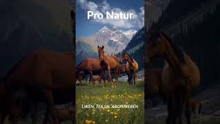 Pro Natur Pferde der Natur