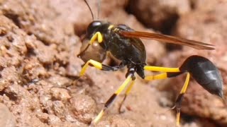 Mud dauber rolling up mud to make its nest. #wasp #macro #nature