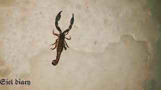 deadly venomous scorpion