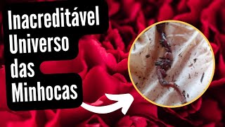 Coisas de minhocas: Clitelo; reprodução cruzada e autotomia.