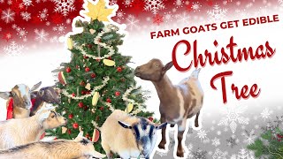 Farm Goats Get Surprised with Edible Handmade Christmas Tree!