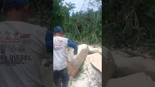 proses pembelahan kayu randu,peninggalan koloni belanda.#viral @jtmkayuofficial3403