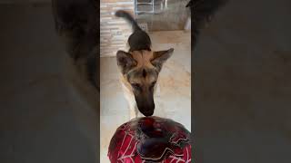 #playtime #funny #dog #doglover #dogshorts #funnyvideo #balloon #trending #trendingshorts #fyp