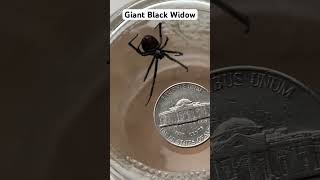 Giant Black Widow Spider found in our shed #blackwidow #blackwidowspider