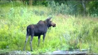 Alce a spasso nel Gros ventre river