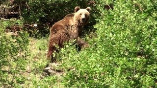 Enduro drivers meet bear in the forest...