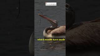 Playfulness in Pelicans #shorts #nature #wildlife #motivation