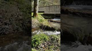 I ❤ Austria - spring is here #relaxing #forest #walk #travel #iloveaustria #river #stream #water