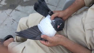 kabootar Pakra catch someone pigeon