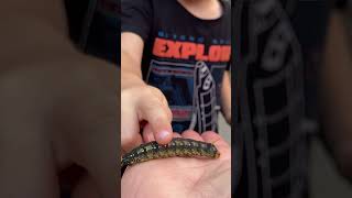 The Intensity is Real When Kids Find a Caterpillar ("Poop! Soft! Let Me See! So Weird!") #nature