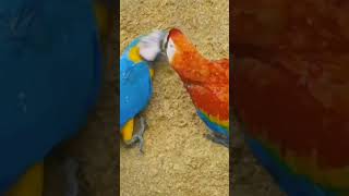 The world of parrots #birds #parrot #animals