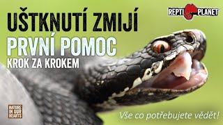 Co dělat při uštknutí zmijí / What to Do When Bitten by a Common European Viper?