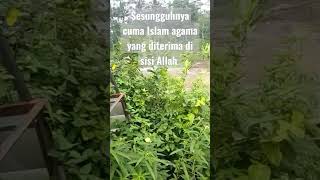 sesungguhnya cuma Islam agama yang diterima Allah #uah#fypシ゚ viral# shorts