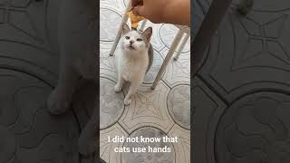 wow i did not know that cats have hands!