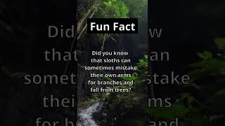 Fun Fact: 🌳🦥 Long fall! #shorts #facts #nature #animals #funny