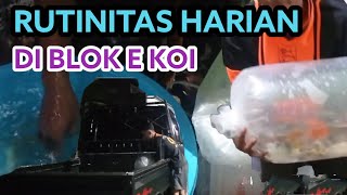 PACKING KOI PAKETAN UNTUK PEMBELI|| RUTINITAS HARIAN BLOK E KOI #belikoi #koiminion #koimurah