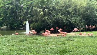 Flamingos are known for their pink feathers,which come from their diet of algae and crustaceans.