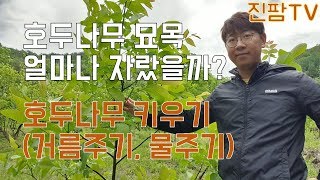 호두묘목 구매부터 수확까지 #2 I 2달전에 심은 호두나무가 벌써 이만큼?? 호두나무 거름주는 법