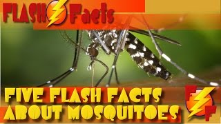 Five Flash Facts About Mosquitos - The DEADLIEST Animal!