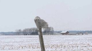 Snowy Owl - Ashton, IL 03/01/2014