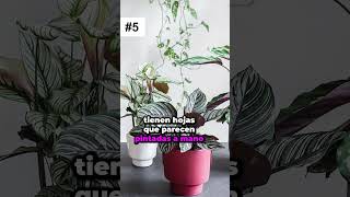 Secretos de las Calatheas: ¡5 Datos Impactantes que No Sabías Hace 5 Minutos! 🌴🎆